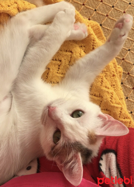 Tekir Kedi, Kedi  Sofya fotoğrafı