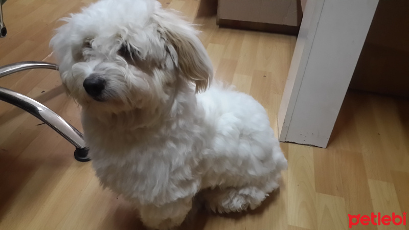 Maltese, Köpek  Bony fotoğrafı