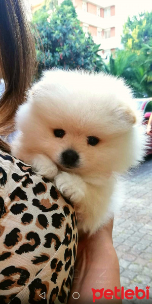 Pomeranyalı, Köpek  Shelby fotoğrafı