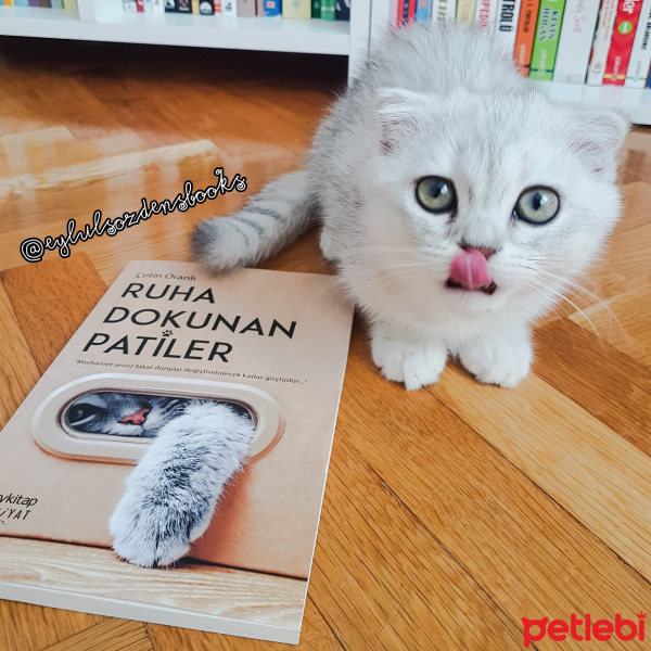 Scottish Fold, Kedi  İmroz fotoğrafı