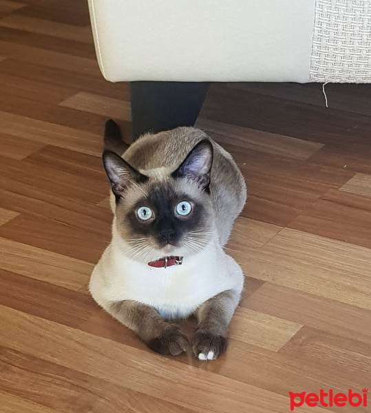 Siyam Kedisi, Kedi  Yoda fotoğrafı