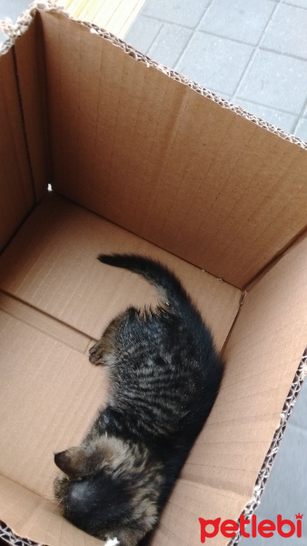 Sarman, Kedi  minik fotoğrafı