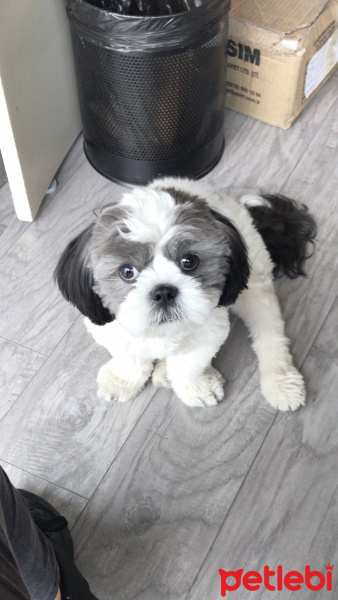 Shih Tzu, Köpek  Hımbıl fotoğrafı