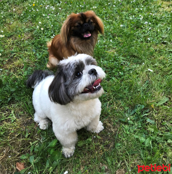 Shih Tzu, Köpek  Hımbıl fotoğrafı