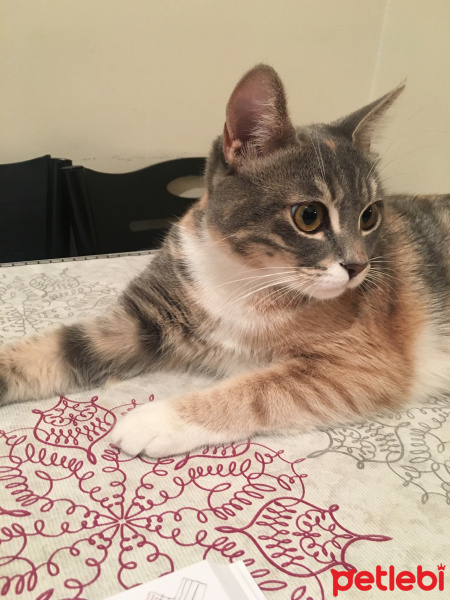 Tekir Kedi, Kedi  Junior fotoğrafı