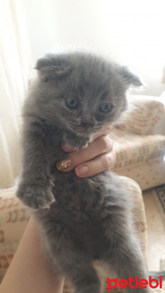 British Shorthair, Kedi  Zilli fotoğrafı