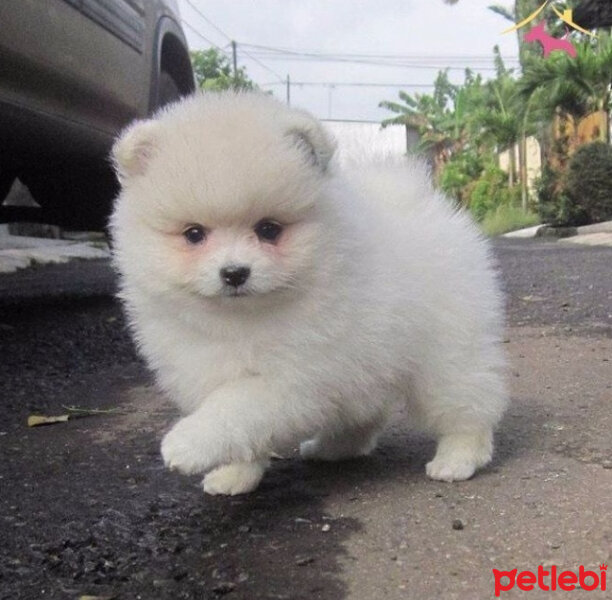 Eskimo Köpeği, Köpek  Ay ışığı fotoğrafı