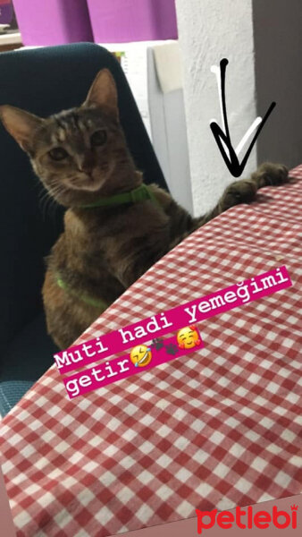 Tekir Kedi, Kedi  Bıdı fotoğrafı