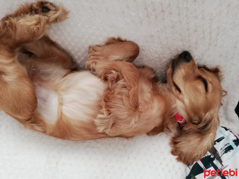 Amerikan Cocker Spaniel, Köpek  Tarçın fotoğrafı