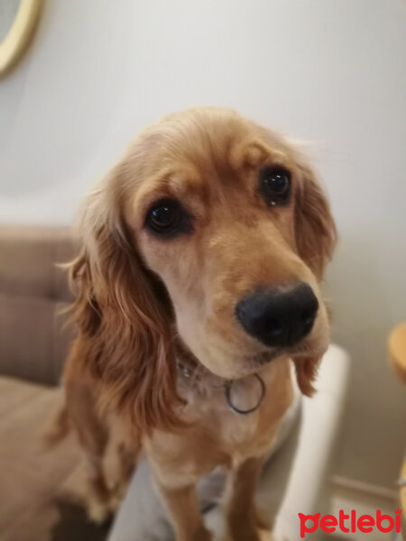 Amerikan Cocker Spaniel, Köpek  Tarçın fotoğrafı