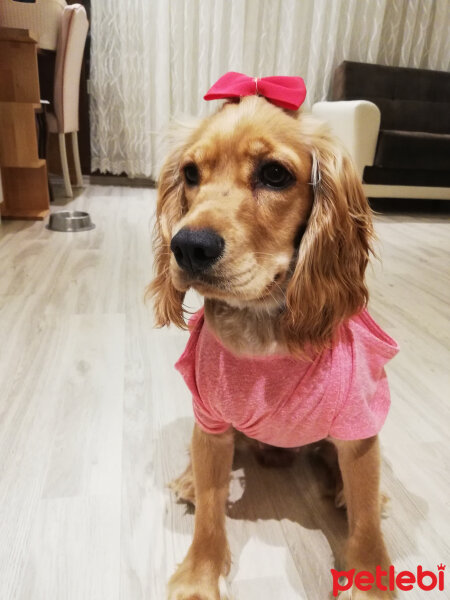 Amerikan Cocker Spaniel, Köpek  Tarçın fotoğrafı