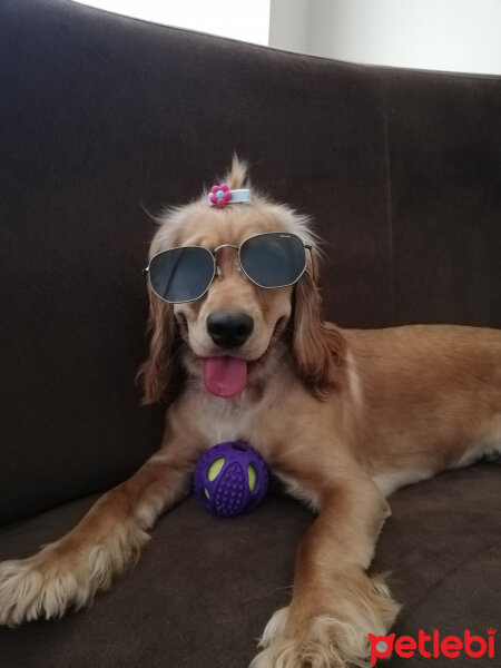 Amerikan Cocker Spaniel, Köpek  Tarçın fotoğrafı