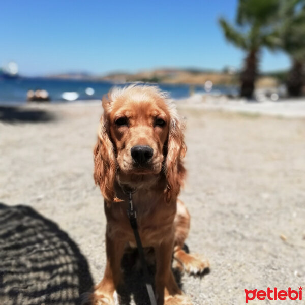 Amerikan Cocker Spaniel, Köpek  Tarçın fotoğrafı