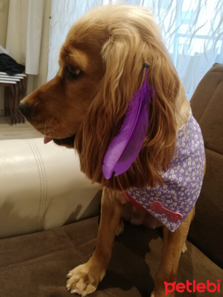 Amerikan Cocker Spaniel, Köpek  Tarçın fotoğrafı