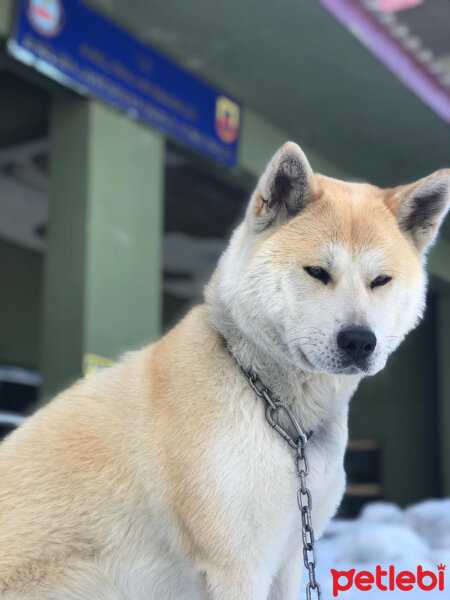 Akita İnu, Köpek  Şila fotoğrafı