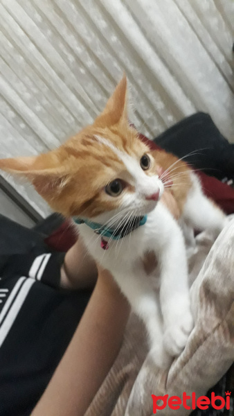 Tekir Kedi, Kedi  Pakize fotoğrafı