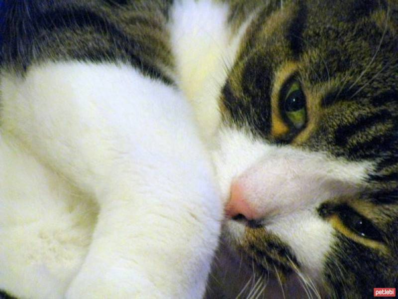 Tekir Kedi, Kedi  Fincan fotoğrafı