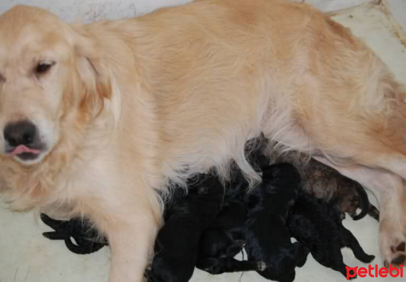 Golden Retriever, Köpek  pati fotoğrafı