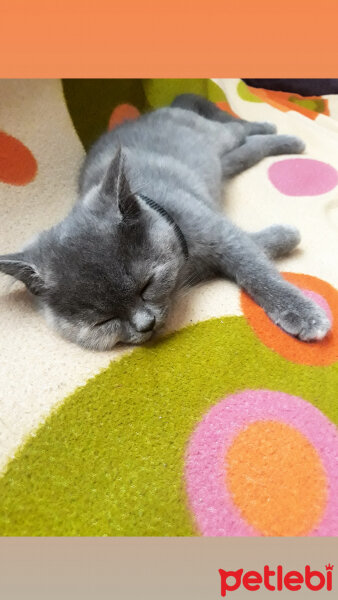 British Shorthair, Kedi  Lena fotoğrafı