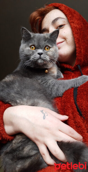 British Shorthair, Kedi  Lena fotoğrafı