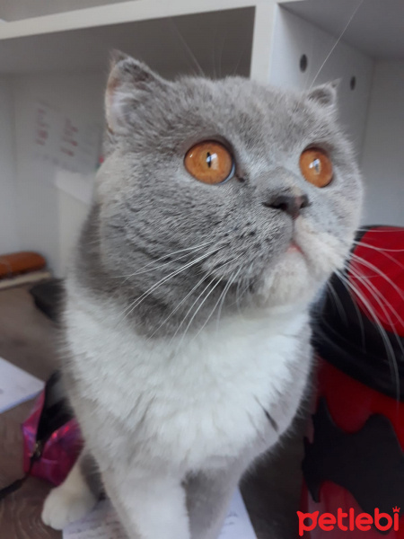 Scottish Fold, Kedi  Armi fotoğrafı