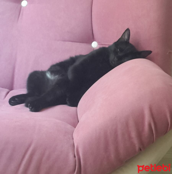 Bombay, Kedi  Gölge fotoğrafı