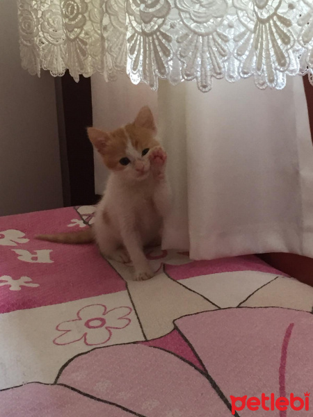 Sarman, Kedi  Leo fotoğrafı