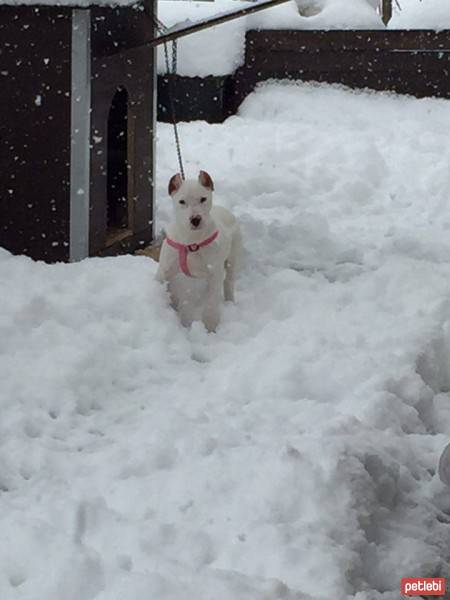 Dogo Arjantin, Köpek  mia fotoğrafı