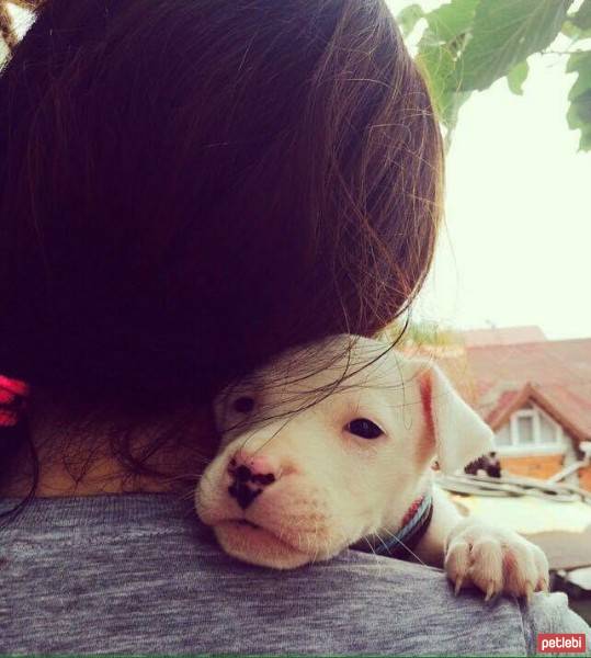 Dogo Arjantin, Köpek  mia fotoğrafı
