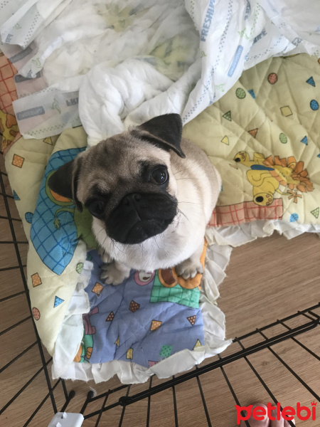 Pug, Köpek  Yumoş fotoğrafı