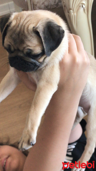 Pug, Köpek  Yumoş fotoğrafı