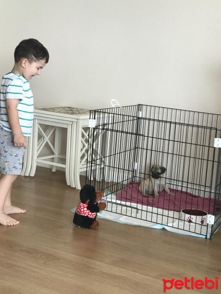 Pug, Köpek  Yumoş fotoğrafı