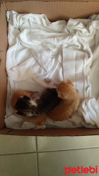 Tekir Kedi, Kedi  Sürtük fotoğrafı