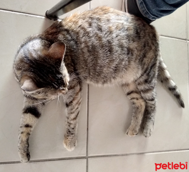 Tekir Kedi, Kedi  Sürtük fotoğrafı