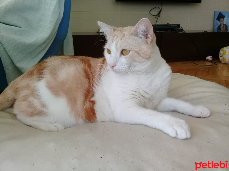 Tekir Kedi, Kedi  çuklat fotoğrafı