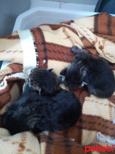 Tekir Kedi, Kedi  isimsizler fotoğrafı