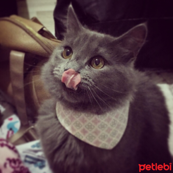 British Shorthair, Kedi  Duman fotoğrafı
