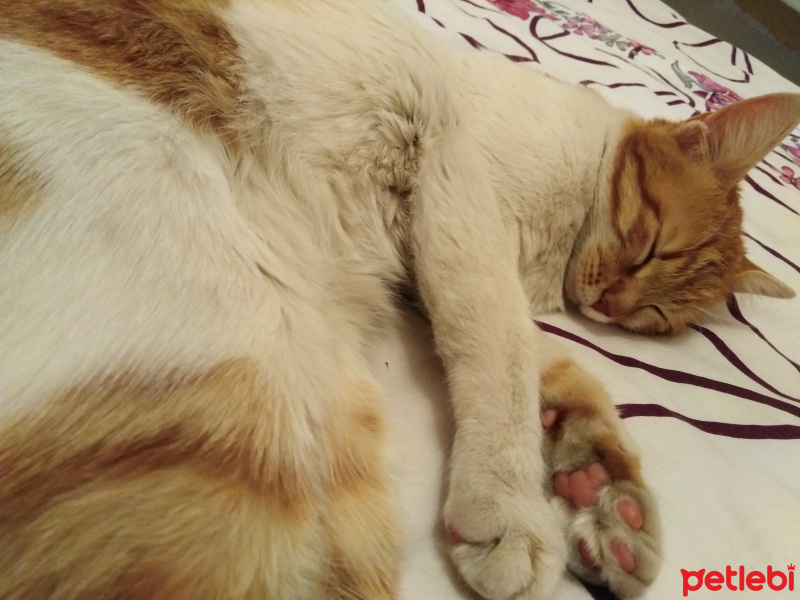 Sarman, Kedi  Tarcın fotoğrafı