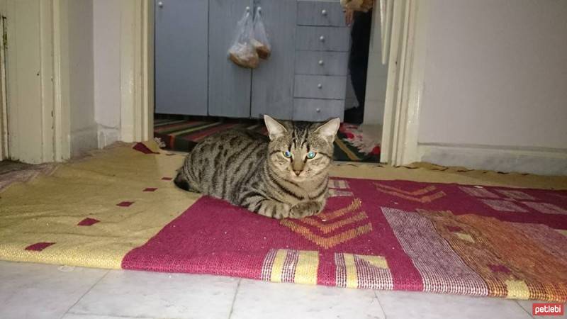 Tekir Kedi, Kedi  Gürbüz fotoğrafı