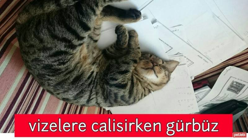 Tekir Kedi, Kedi  Gürbüz fotoğrafı