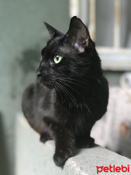 Tekir Kedi, Kedi  Gece fotoğrafı