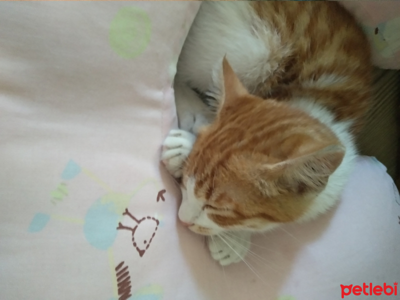 Sarman, Kedi  Baci fotoğrafı