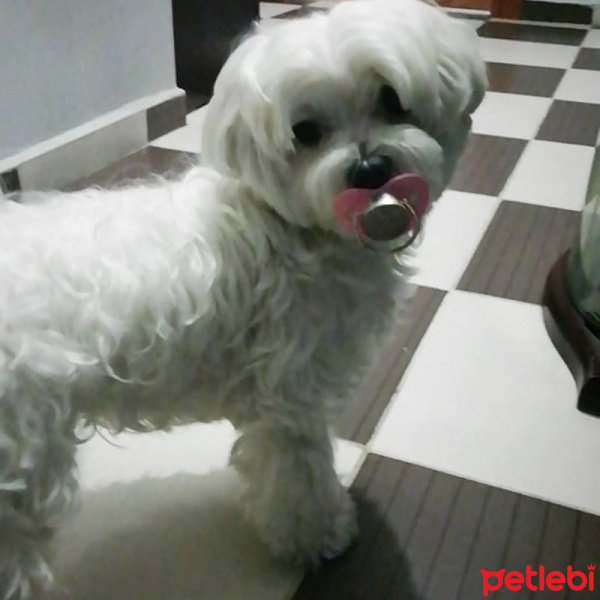 Maltese, Köpek  Bulut fotoğrafı