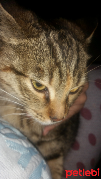 Tekir Kedi, Kedi  boncuk fotoğrafı