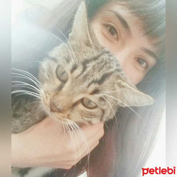 Tekir Kedi, Kedi  Ala fotoğrafı