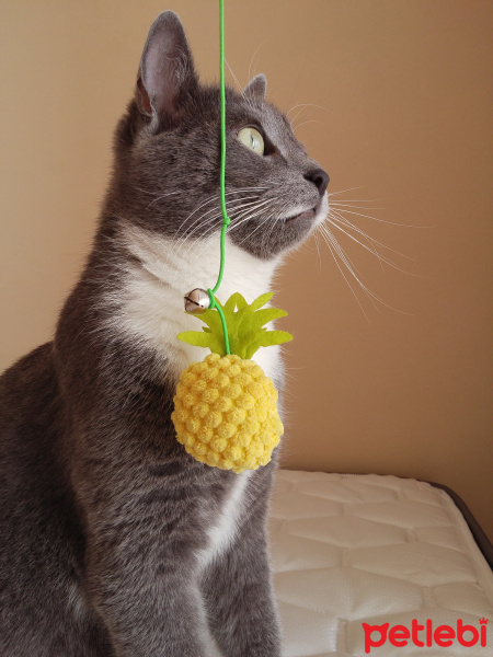 Mavi Rus, Kedi  Lokum fotoğrafı