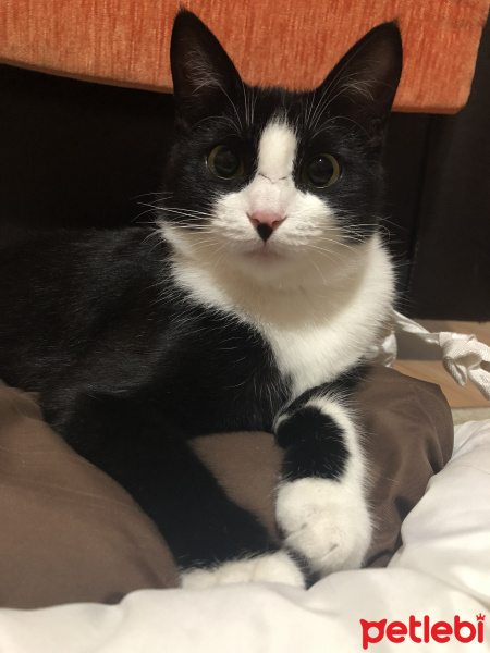 Tuxedo (Smokin) Kedi, Kedi  Minik fotoğrafı