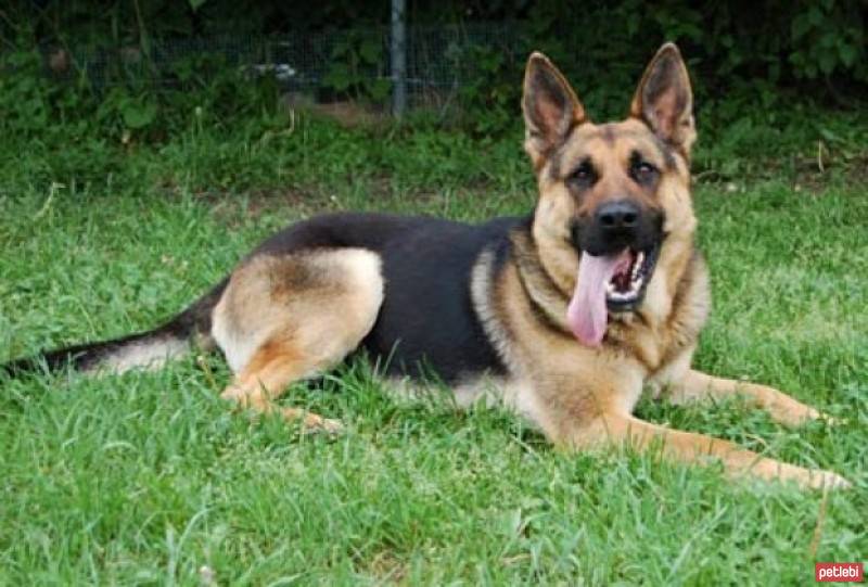 Akita İnu, Köpek  ofiş fotoğrafı