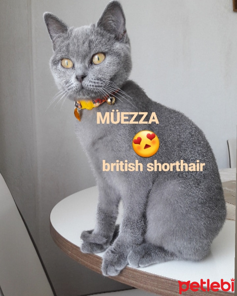 British Shorthair, Kedi  Müezza fotoğrafı