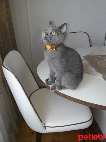 British Shorthair, Kedi  Müezza fotoğrafı